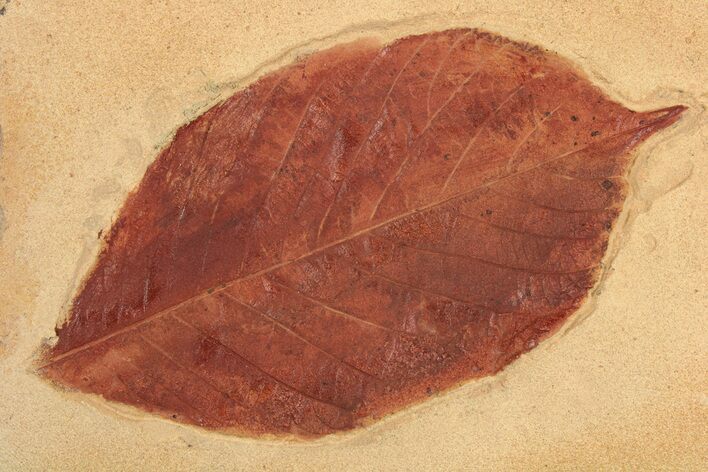 Red Fossil Leaf (Phyllites) - Montana #189021